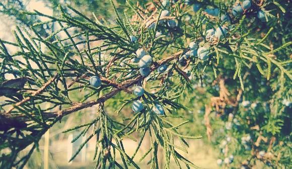 Fireside Topic: What could you give up that would make your life, home, or family better? - Wolf & Iron