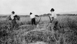 Gluten and Men’s Health: Part 2 – Not Your Grandfather’s Wheat - Wolf & Iron