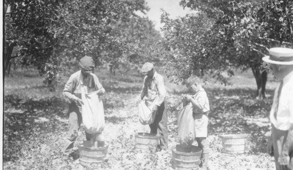 Judging a Man by His Apples - Wolf & Iron